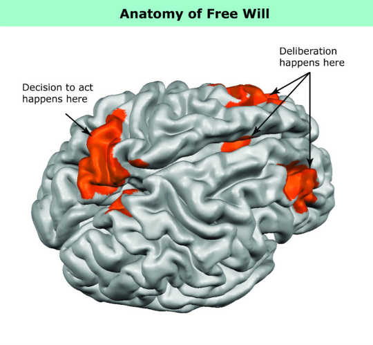 An illustration of the human brain indicates where researchers found activity relating to free-will decisions. (Credit: Johns Hopkins University)