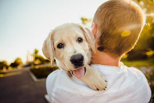 Dogs Never Lie About Love and Happiness