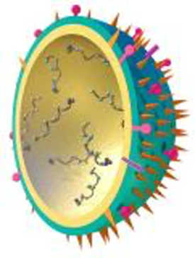 3-D illustration of a flu virus. There is no value in taking antibiotics for viral infections. 