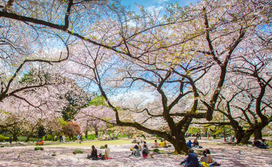 Japan's Cherry Blossom Viewing Parties – The History of Chasing The Fleeting Beauty of Sakura