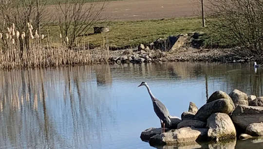 heron overlooking the water