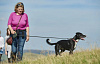 walking your dog safely 5 7