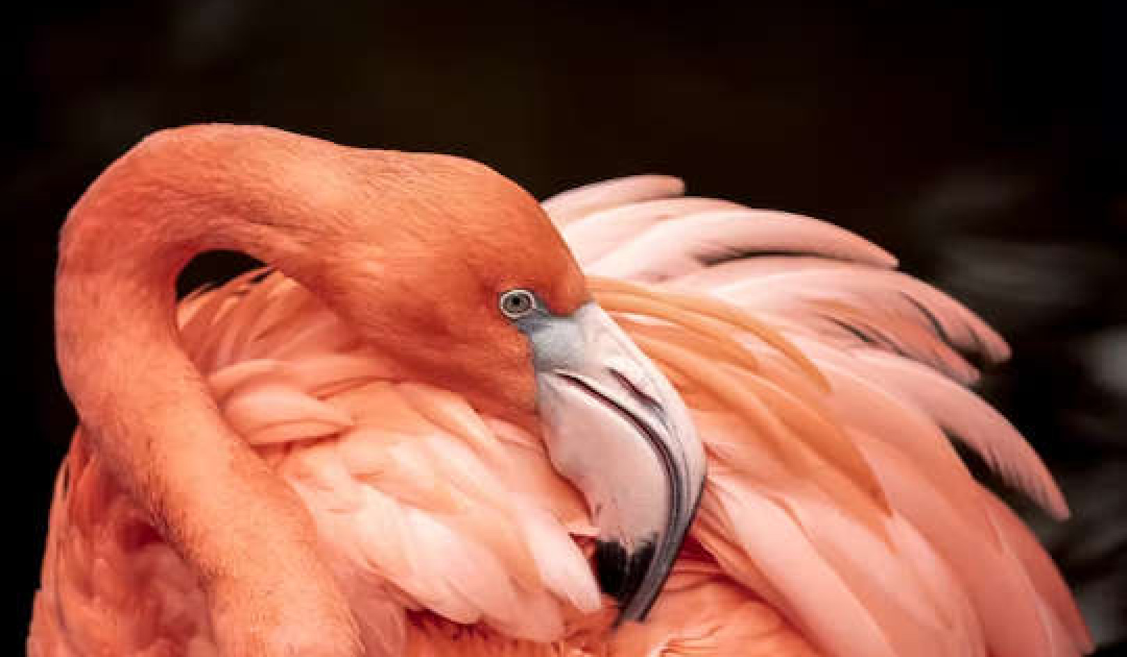 How Flamingos Form Cliques, Just Like Humans