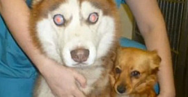 A Blind Dog with his own Seeing Eye Dog?